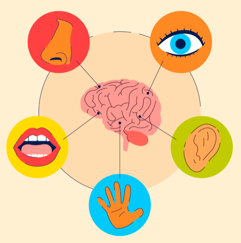 illustration of the 5 senses around the brain