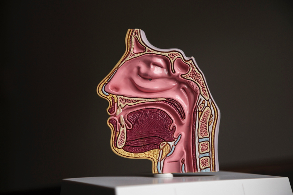Side profile of the human skull anatomy